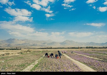 برداشت طلای سرخ - آذربایجان شرقی
