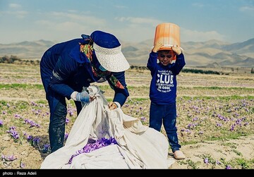 برداشت طلای سرخ - آذربایجان شرقی