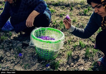 برداشت طلای سرخ - آذربایجان شرقی