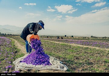برداشت طلای سرخ - آذربایجان شرقی