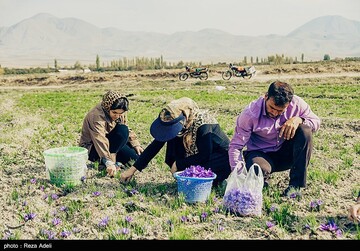 برداشت طلای سرخ - آذربایجان شرقی