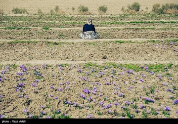 برداشت طلای سرخ - آذربایجان شرقی