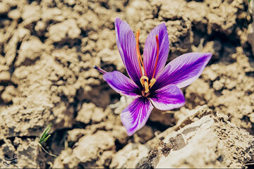 ببینید | تصاویری جذاب از برداشت طلای سرخ در آذربایجان شرقی