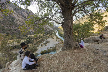 شاد زیر درخت بلوط