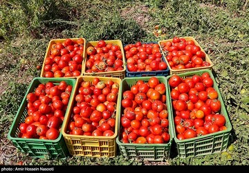 کاهش قیمت گوجه به ۴ هزارتومان تا ۲ هفته آینده