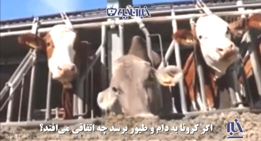 ببینید | شانس بزرگ انسانها در روزهای سخت کرونایی! ببینید | شانس بزرگ انسانها در روزهای سخت کرونایی!