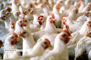 احتمال افزایش دوباره قیمت مرغ
