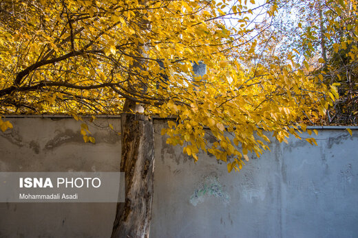ببینید | قاب‌هایی سحرآمیز از طبیعت تهران در فصل پاییز 24