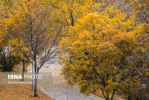 ببینید | قاب‌هایی سحرآمیز از طبیعت تهران در فصل پاییز 21