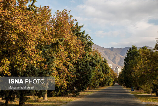 ببینید | قاب‌هایی سحرآمیز از طبیعت تهران در فصل پاییز 12