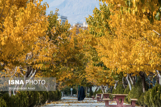 ببینید | قاب‌هایی سحرآمیز از طبیعت تهران در فصل پاییز 8