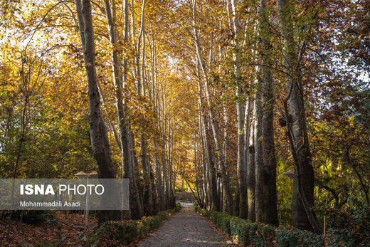 ببینید | قاب‌هایی سحرآمیز از طبیعت تهران در فصل پاییز