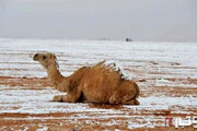 ببینید | شتران صحرا در برف!