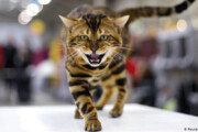 ببینید | مبارزه جالب و خنده‌دار گربه کونگ‌فو کار