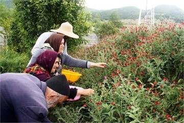 ۱۱هزار نفر عضو جدید تعاونی های روستایی چهارمحال و بختیاری شد