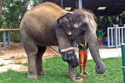 ببینید | ساخت پای مصنوعی برای فیل‌ها