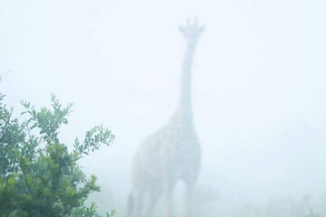 ببینید | عکسی بی نظیر از دل آفریقا