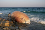 ببینید | پیدا شدن لاشه یک نهنگ در ساحل سیمرغ کیش