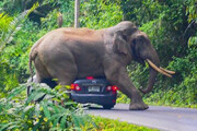 ببینید | شوخی پرهزینه فیل وحشی با سرنشینان یک خودرو