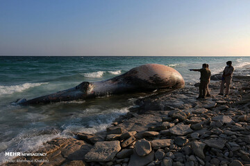 ببینید | تصاویر تلخ و بسیار دردناک از نهنگ ۵ تنی در سواحل کیش