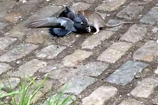 ببینید | اتفاقی باورنکردنی؛ شکار یک کبوتر توسط موشی گرسنه!