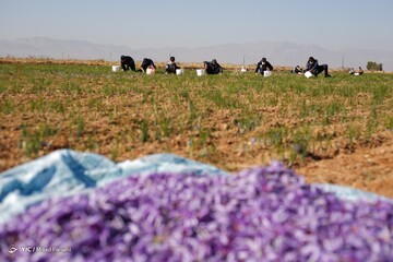 برداشت زعفران - سروستان