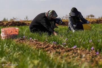 برداشت زعفران - سروستان