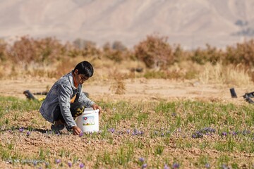 برداشت زعفران - سروستان