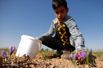 برداشت زعفران - سروستان