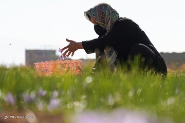 برداشت زعفران - سروستان