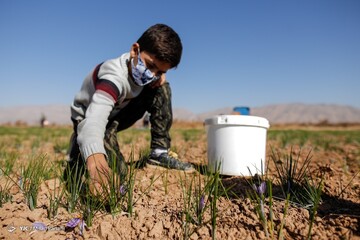 برداشت زعفران - سروستان