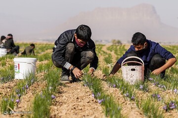 برداشت زعفران - سروستان