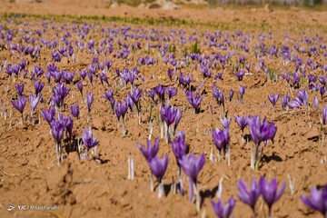 برداشت زعفران - سروستان