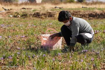 برداشت زعفران - سروستان
