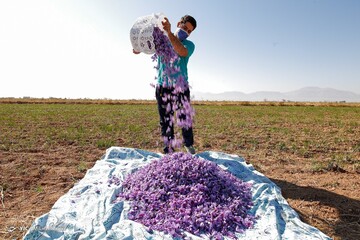 برداشت زعفران - سروستان