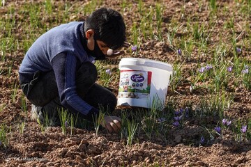 برداشت زعفران - سروستان