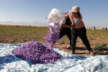 برداشت زعفران - سروستان