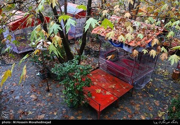تعطیلی دوهفته ای شهر تهران - محله دربند