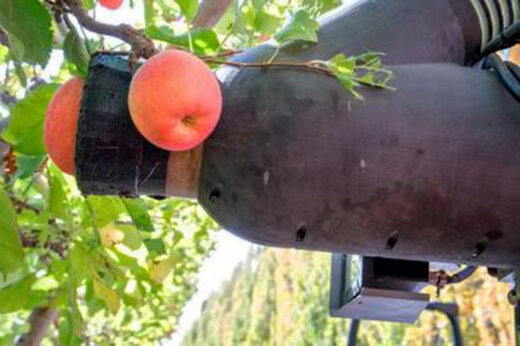 ببینید |  شیوه‌ای خیره‌کننده در چیدن میوه با استفاده از هوش مصنوعی