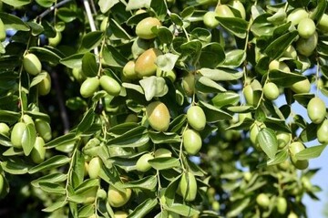 آغاز فعالیت پروژه توسعه خوشه فرآوری محصولات زیتون در قزوین 