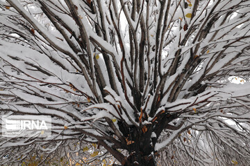 پیش‌بینی برف در استان تهران 
