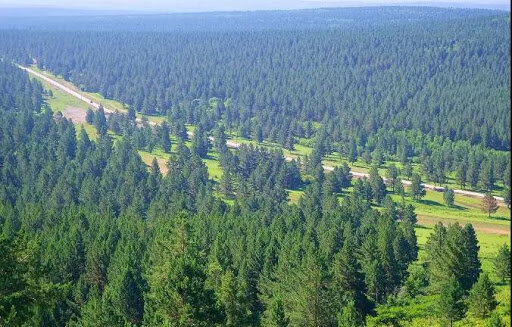 تخریب ‏۱۱ درصد جنگل‌های بالادست مناطق سیل‌زده گلستان در ۱۰ سال
