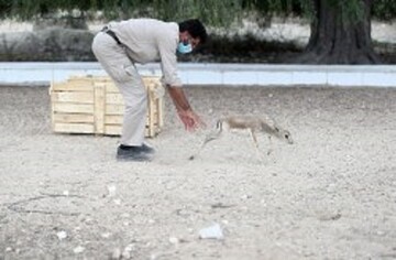 رها سازی یک بره آهو درطبیعت پس از۵ ماه مراقب محیط بانان کیش