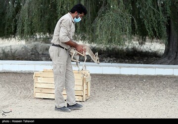 رهاسازی آهوی ایرانی در کیش