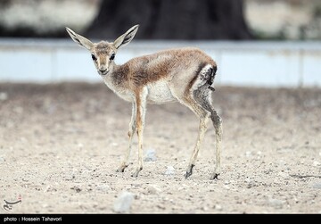 رهاسازی آهوی ایرانی در کیش
