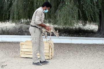 ببینید | تصاویری زیبا از لحظه رهاسازی آهوی ایرانی در کیش