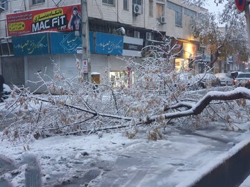 شکسته شدن ۵۰۰ شاخه درخت در برف پاییزی ارومیه