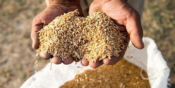 کشف ۲۰ تن گندم احتکار شده در دامغان
