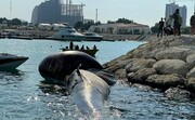 پدیدار شدن دومین لاشه نهنگ در آب های ساحلی کیش