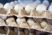 هر شانه تخم مرغ در بازار چند قیمت خورد؟